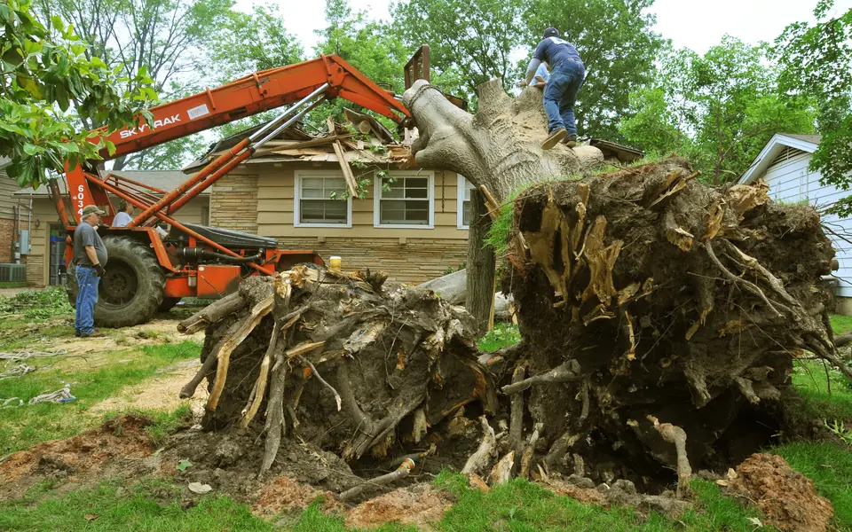 Tree Service work in Huntsville